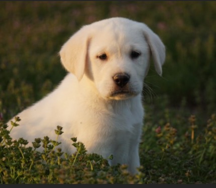 Montrose CO White Lab Breeder Montrose CO White Lab Breeder