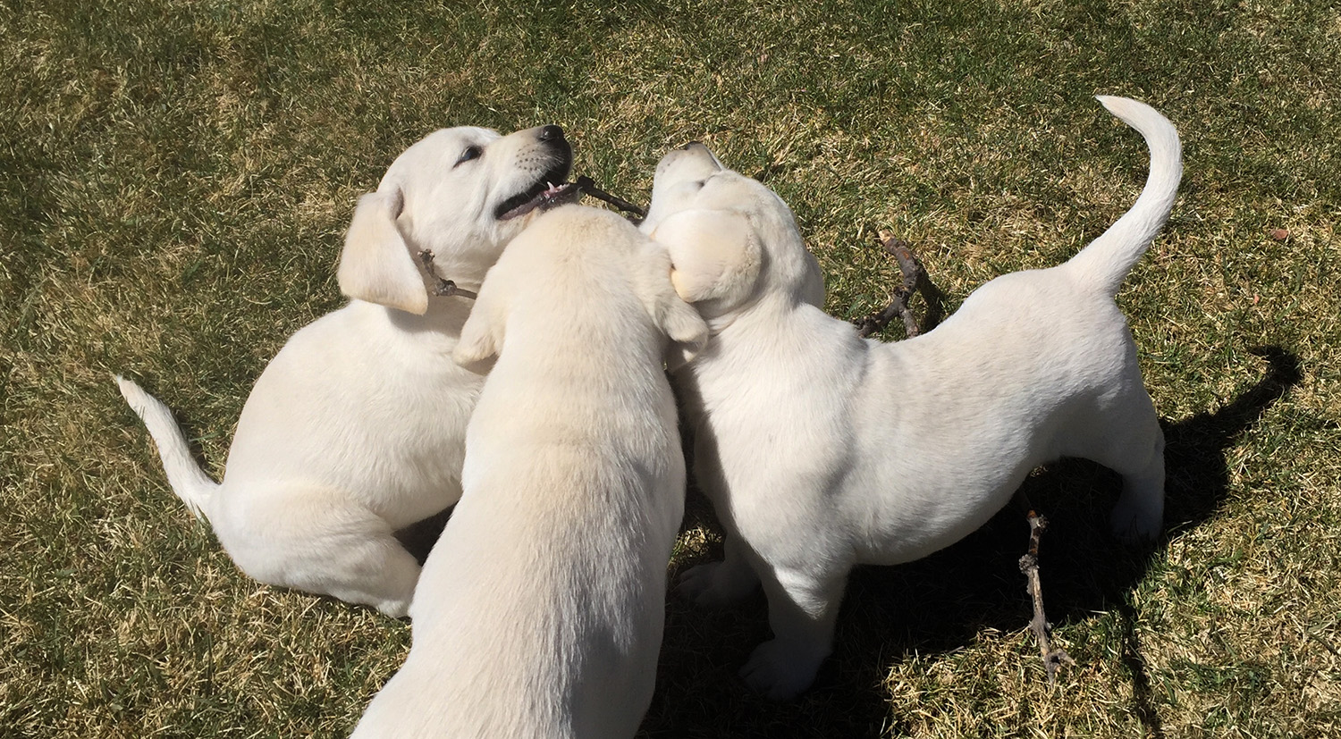 White lab puppy pile