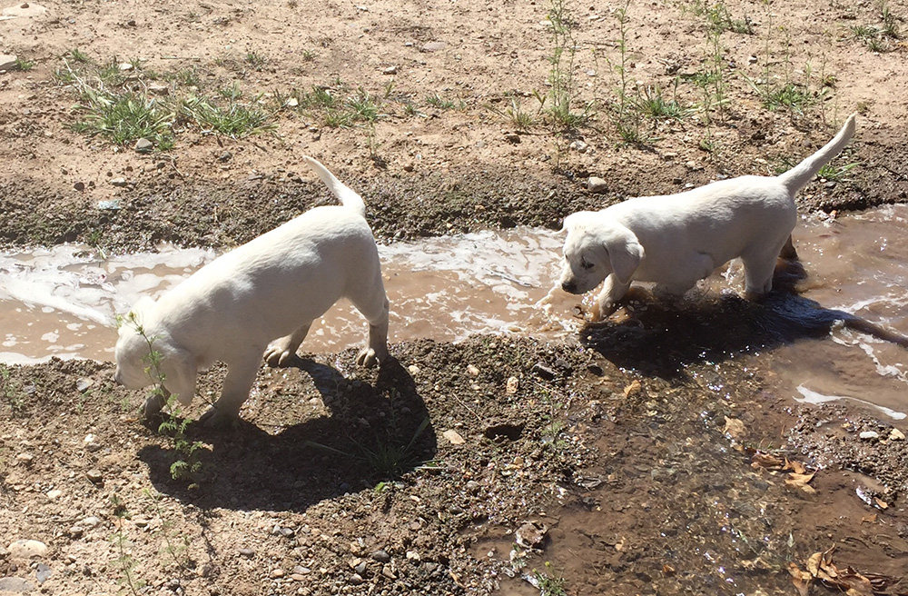 White lab puppies in montrose co