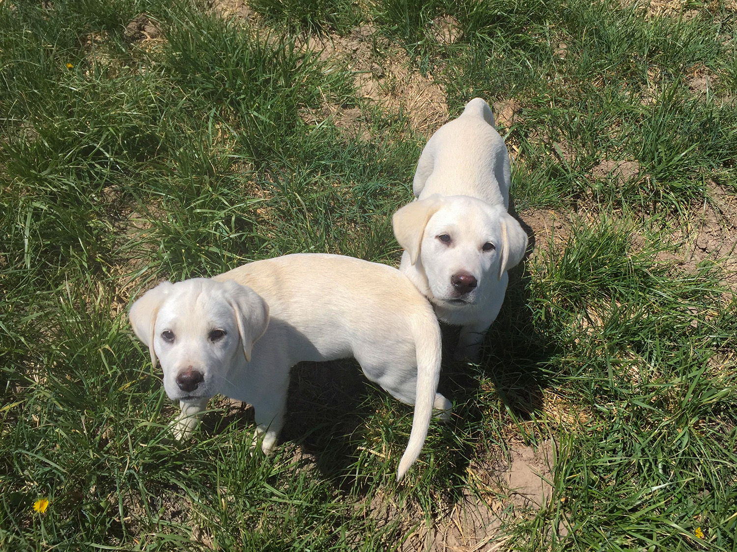 White-Lab-Puppies