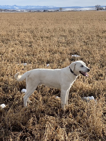 Polar - White Lab Stud