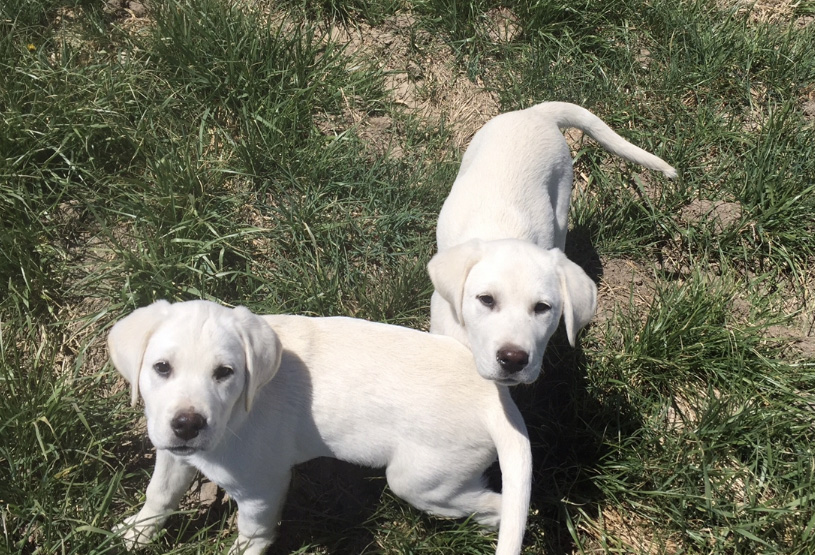 coal creek lab puppies in montrose colorado