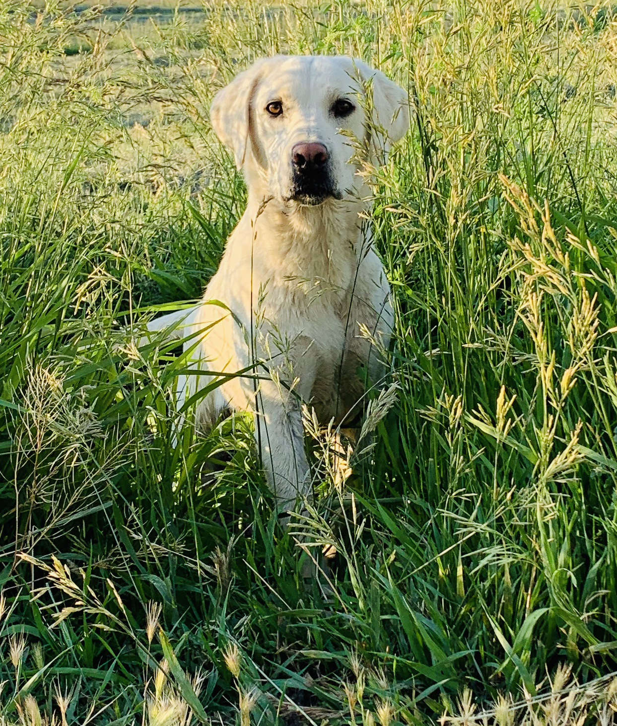 Lace our female White Lab