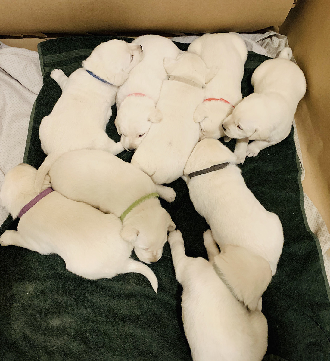 White Lab Puppies for Sale