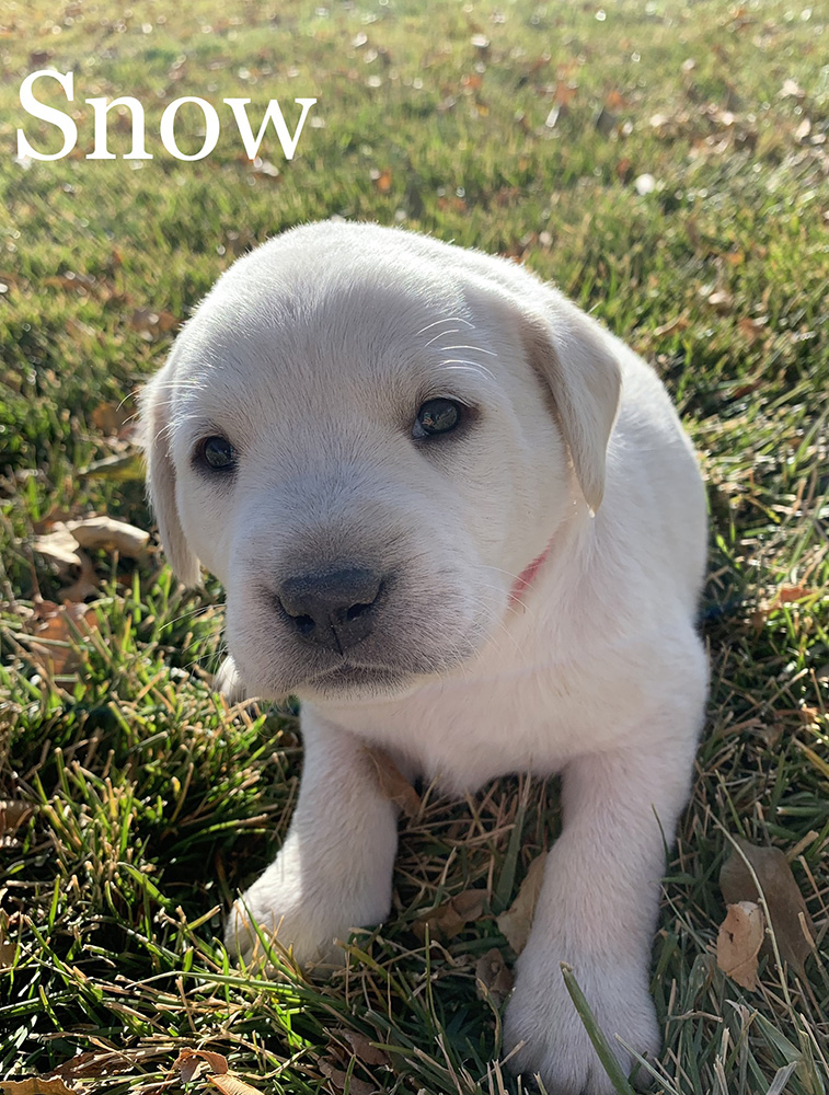 White Labrador Retriever Puppy Litters Coal Creek Labrador Retrievers