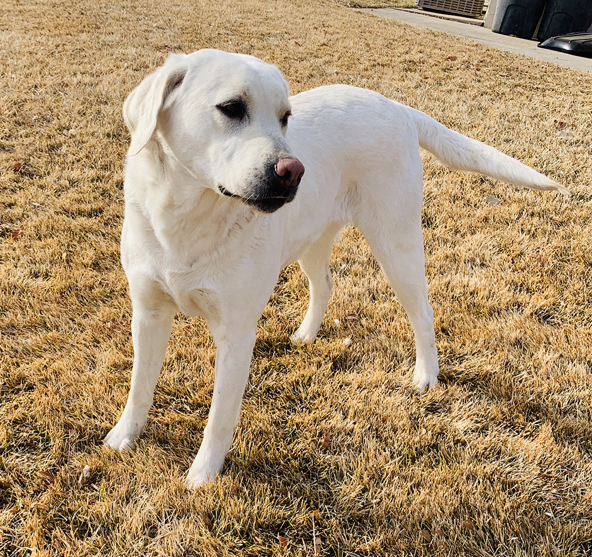 Lace - White Labrador Retriever