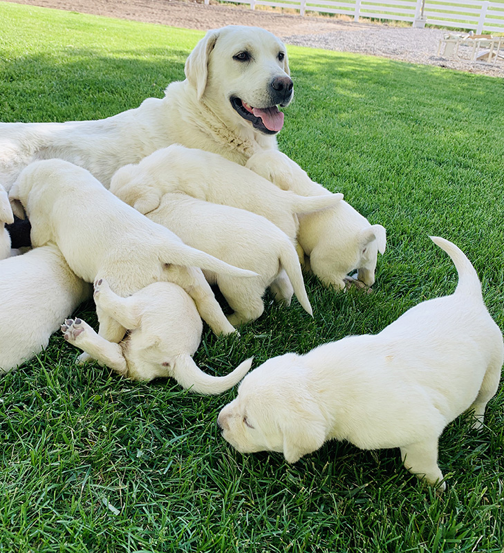 Lace and White Lab Puppies playing