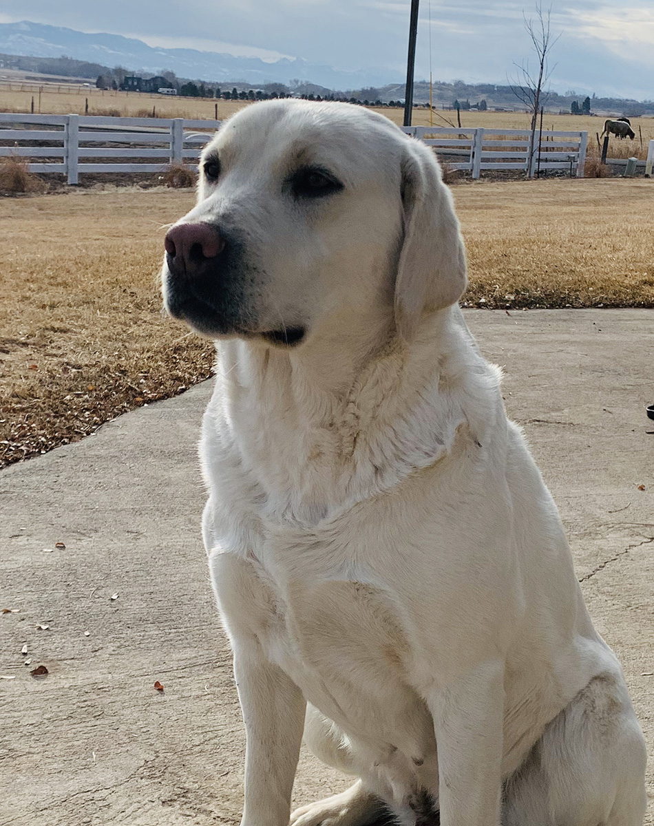 Lace the White Lab