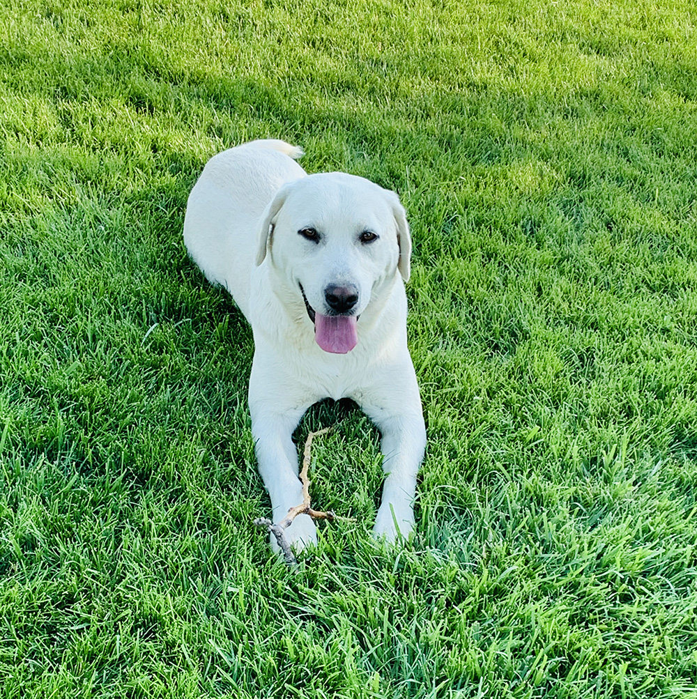 Polar laying down