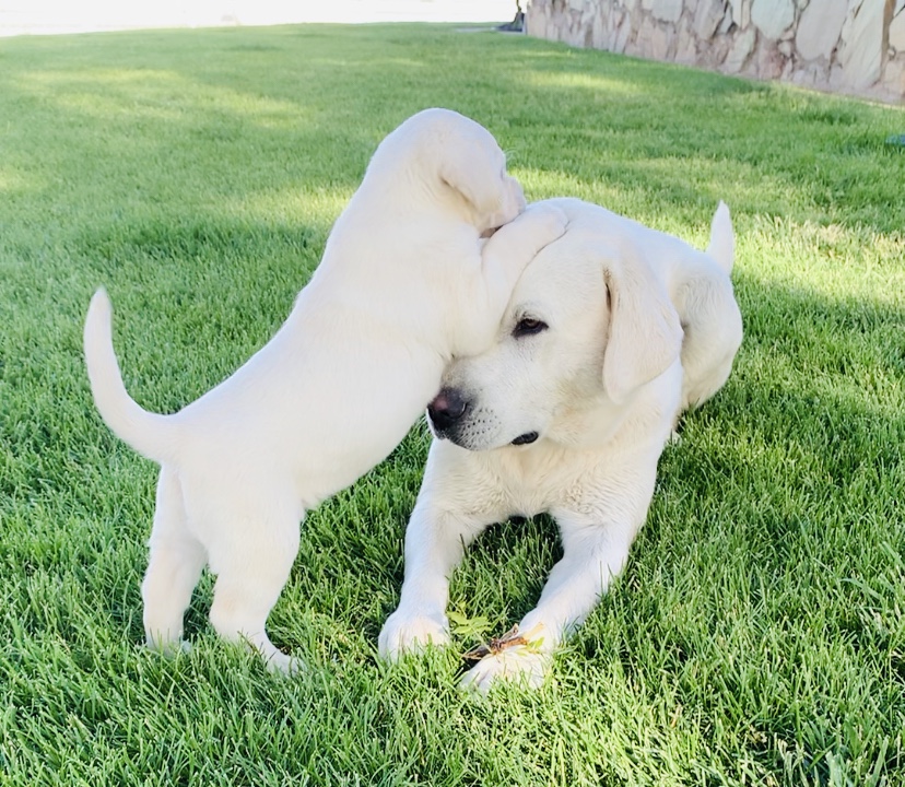 White Lab Puppy playing with mama