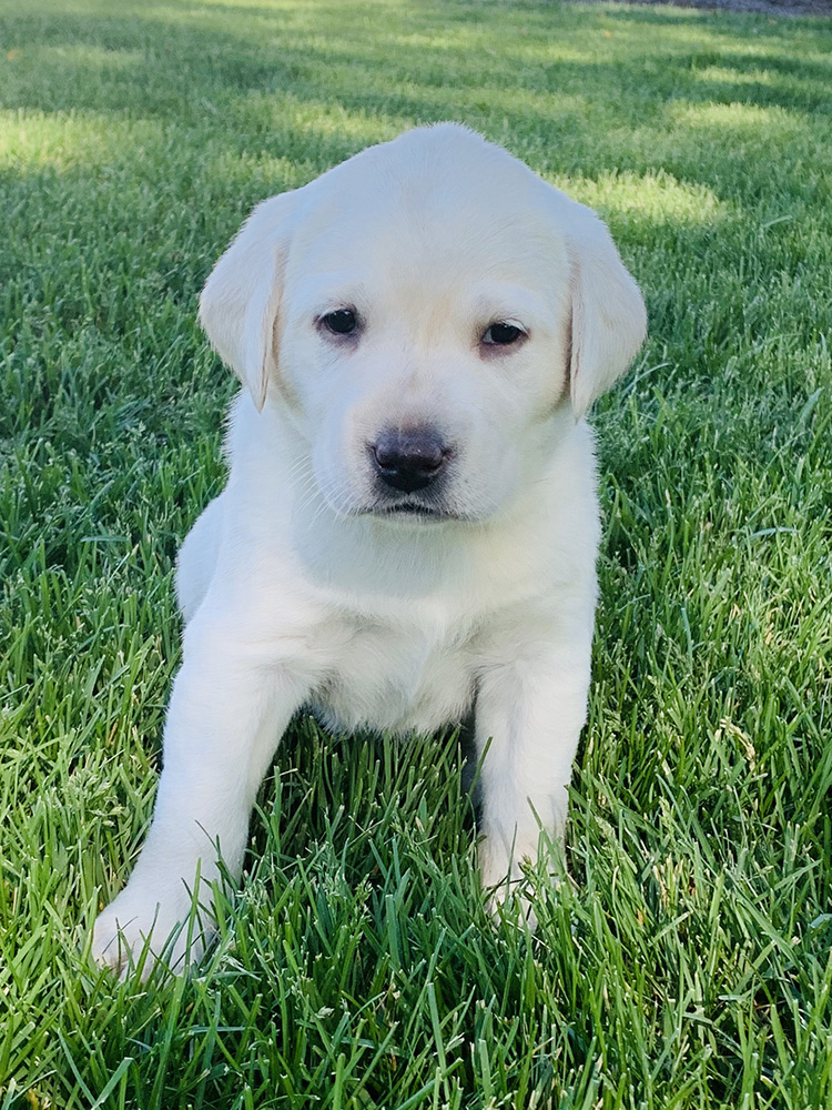 White Lab Puppy for Sale 1