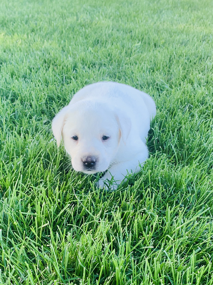White Lab Puppy for Sale 3