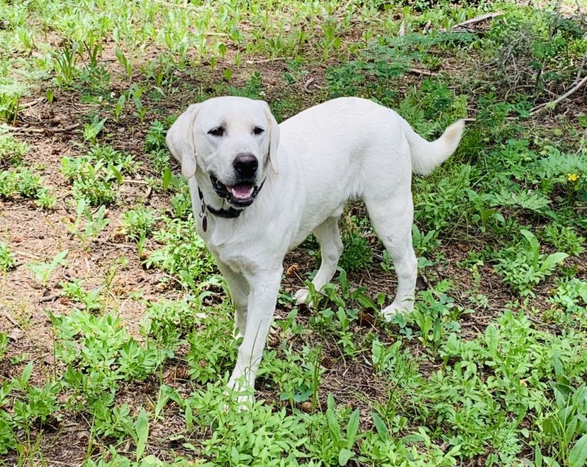 Everest – AKC Registered Stud 1 “Everest” AKC Registered White Lab Stud