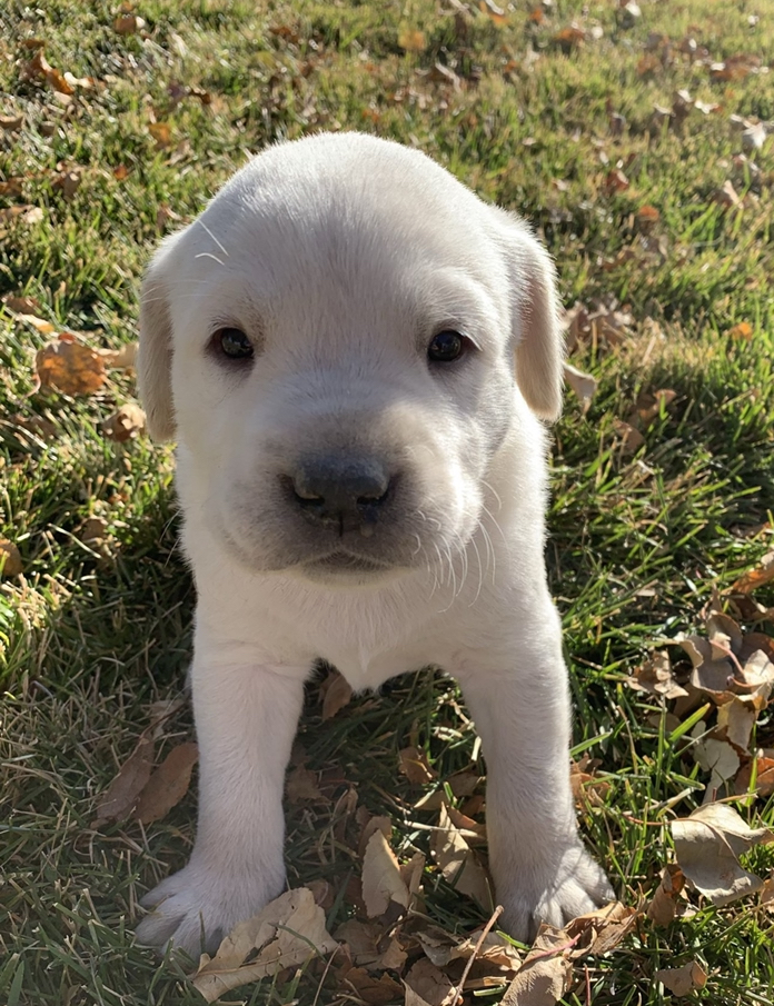 Everest – AKC Registered Stud 2 “Everest” AKC Registered White Lab Stud as a puppy