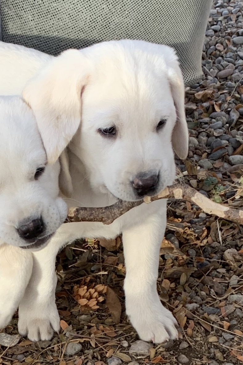 Everest – AKC Registered Stud 3 “Everest” AKC Registered White Lab Stud as a puppy