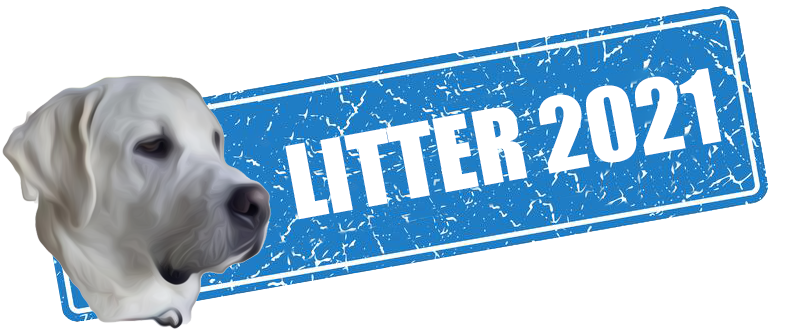 Litter 2021 Sign White Lab Puppies - Litter 2021