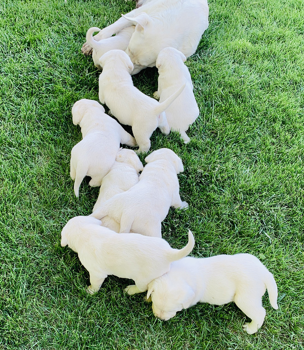 White Lab Puppies 2020 Litter