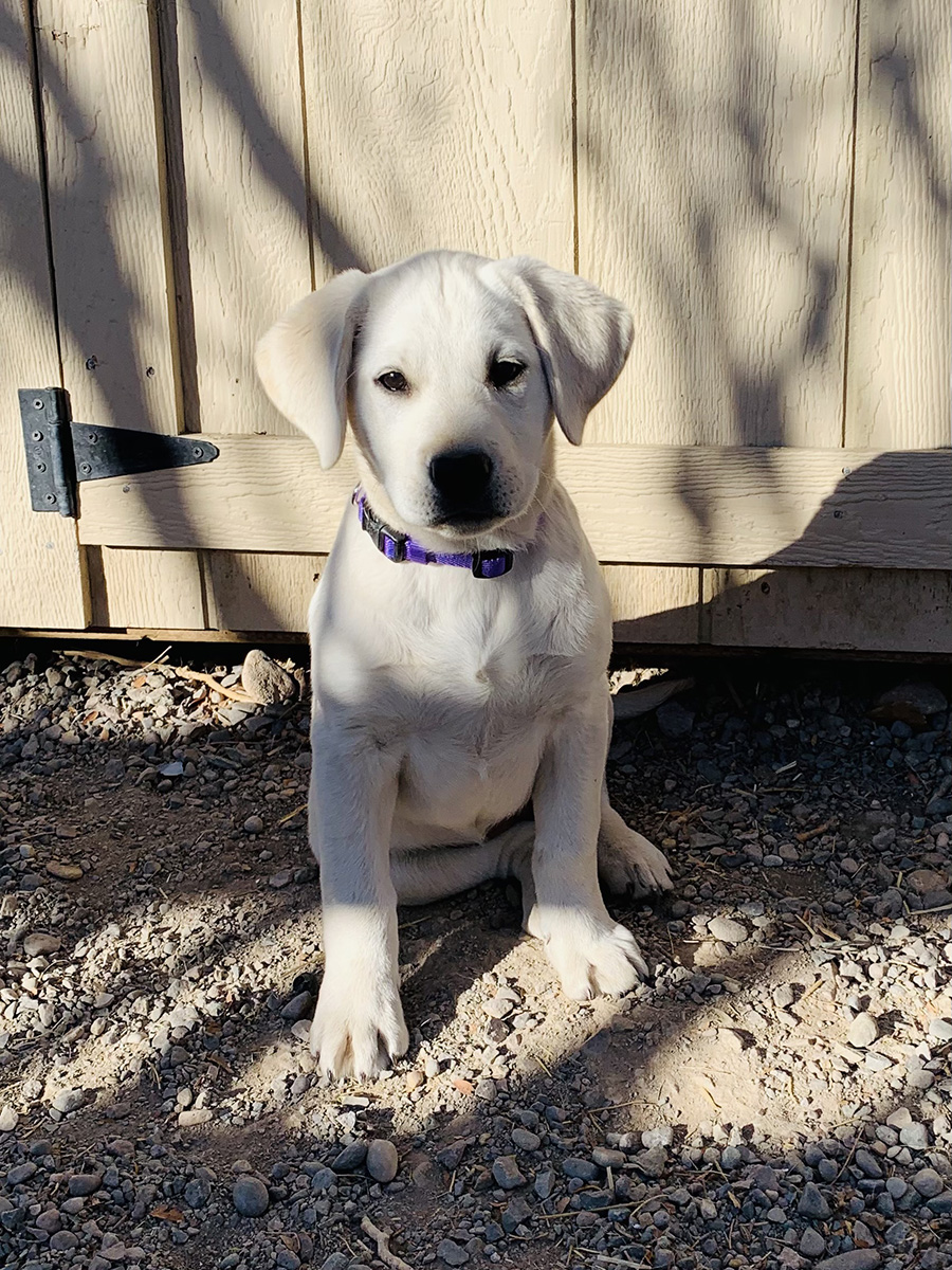 Bright Bright White Ice - White Labrador Retriever