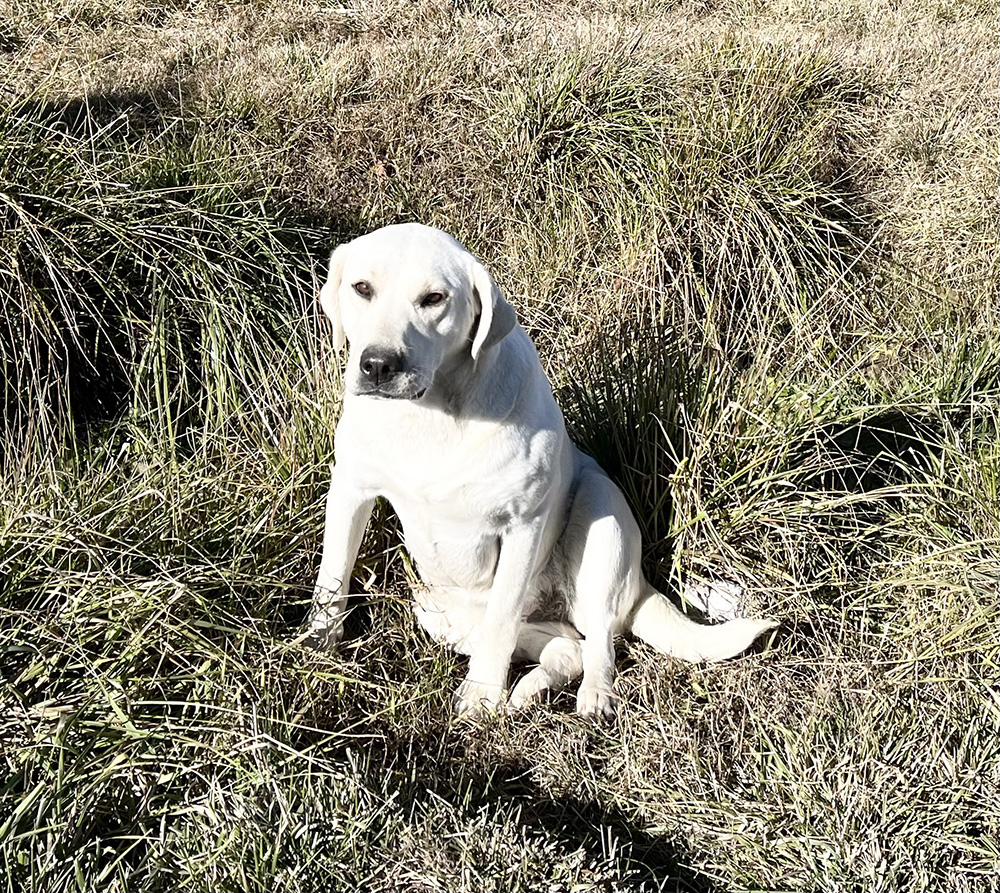 Bright sitting in field