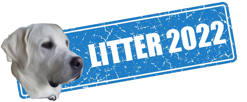 Litter 2022 Sign White Lab Puppies - Litter 2022