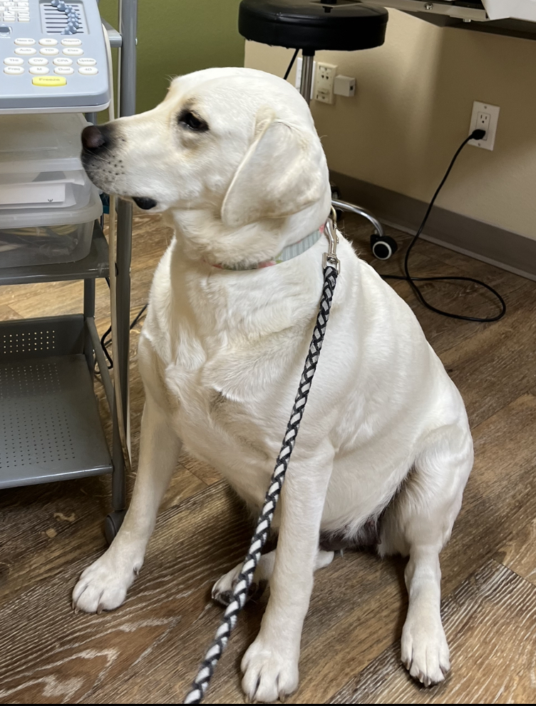 Bright sitting in the vet office listening to her results