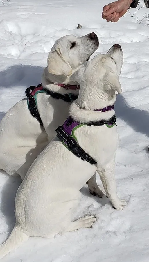 Dixie, Diva, and me Sunlight