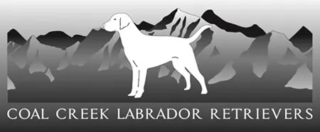 Coal Creek Labrador Retrievers