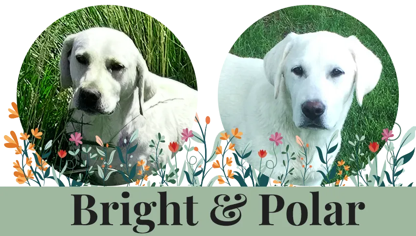 bright-polar-paired-breeding