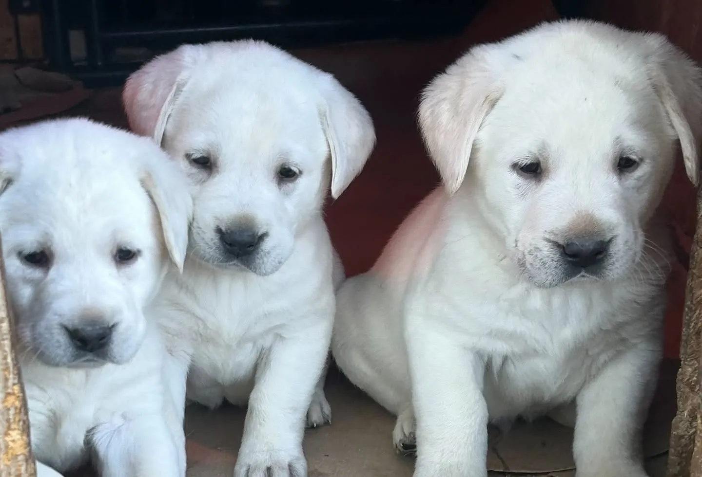 doggie-door-specialists White labrador puppies standing guard at the doggie door