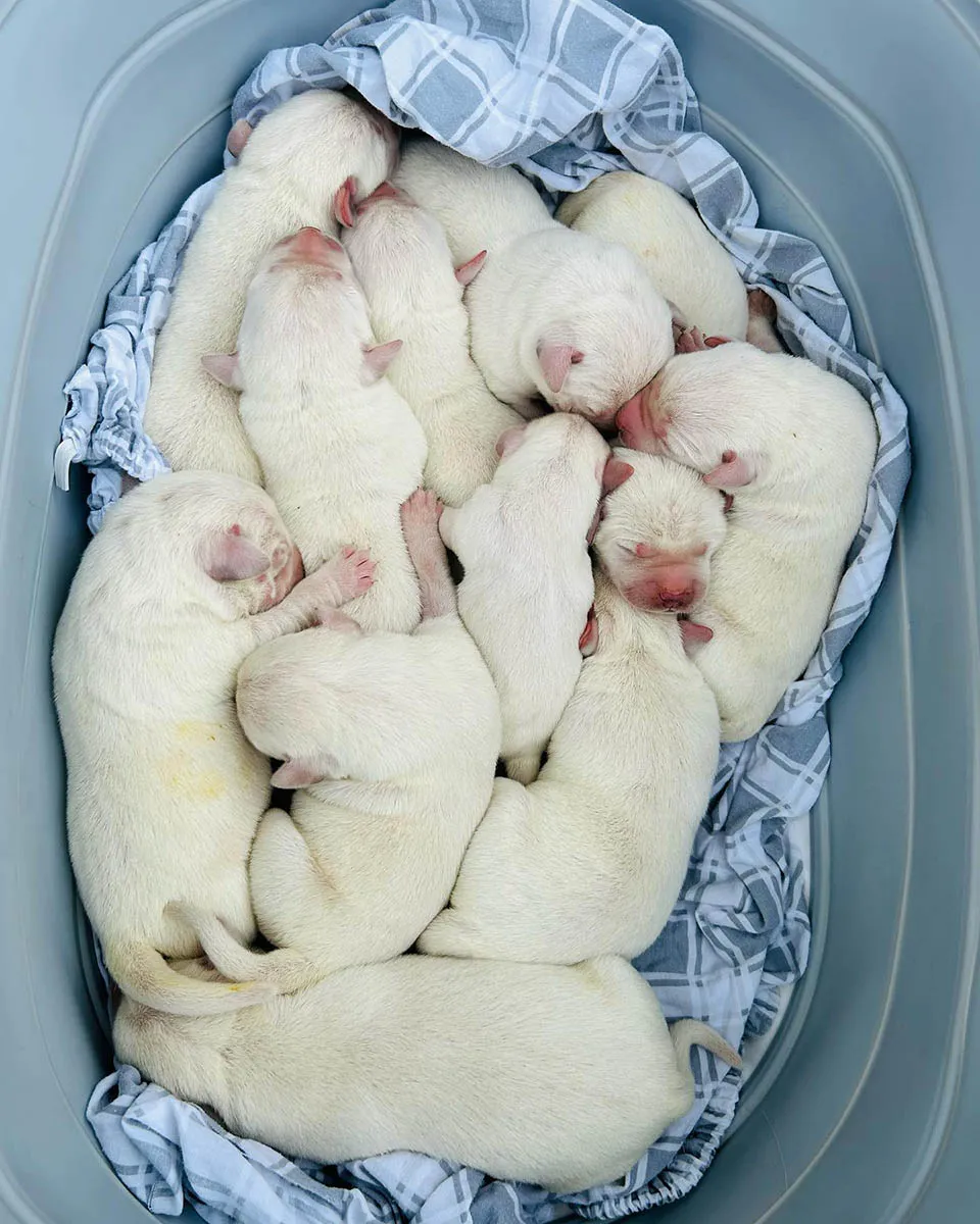 new-litter-white-lab-puppies