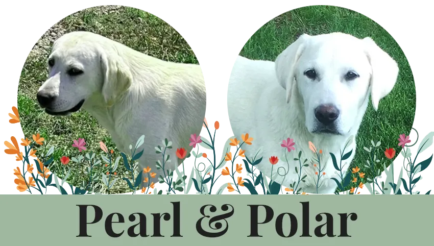 pearl-polar-paired-breeding