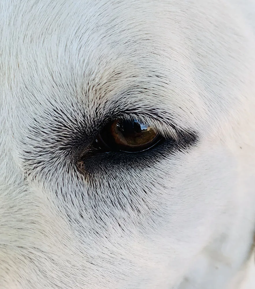 white-lab-coat-closeup