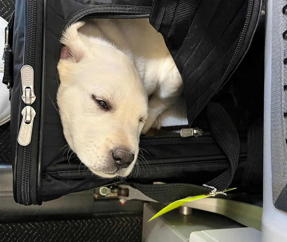 white-lab-puppy-transportation
