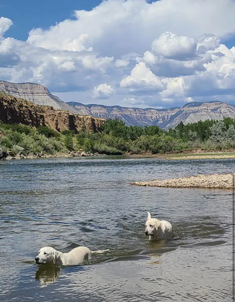 white-labrador-dogs-swimming
