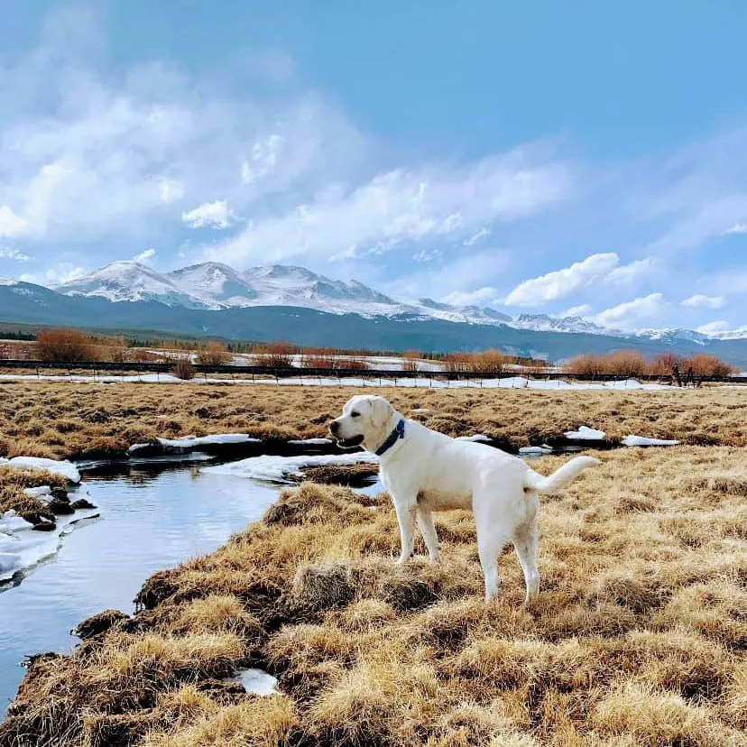 white-labrador-san-juan-mountains