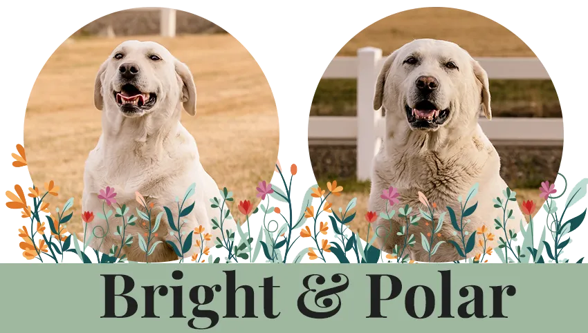 Bright and Polar Paired Breeding