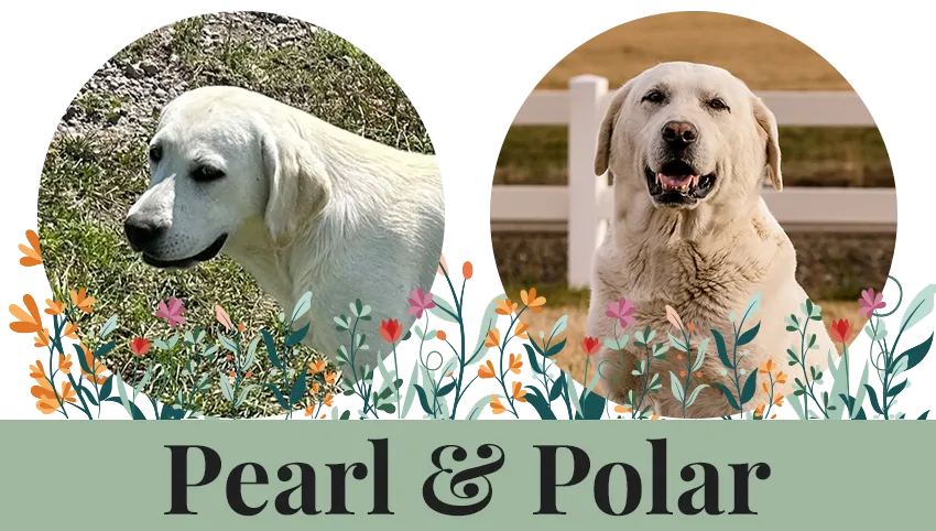 Pearl and Polar headshots