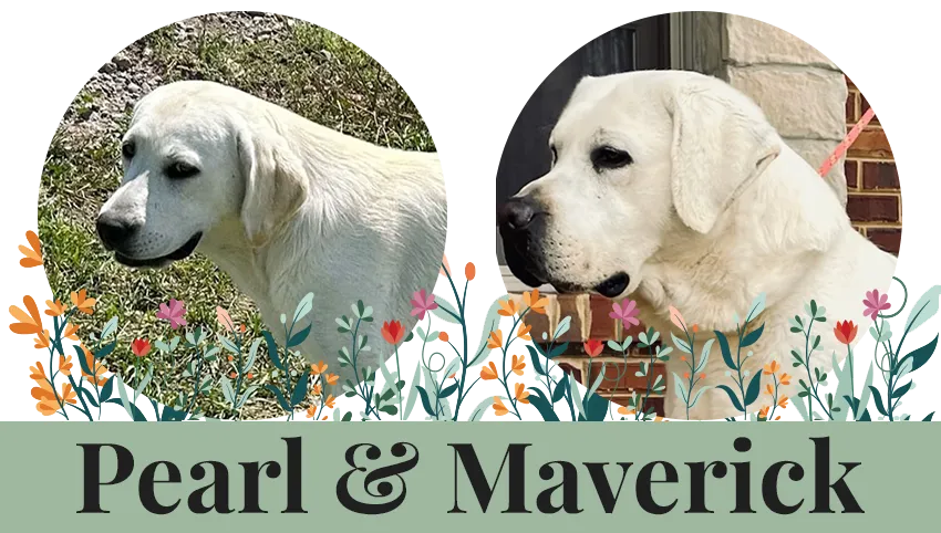 pearl-maverick Pearl & Maverick paired breeding